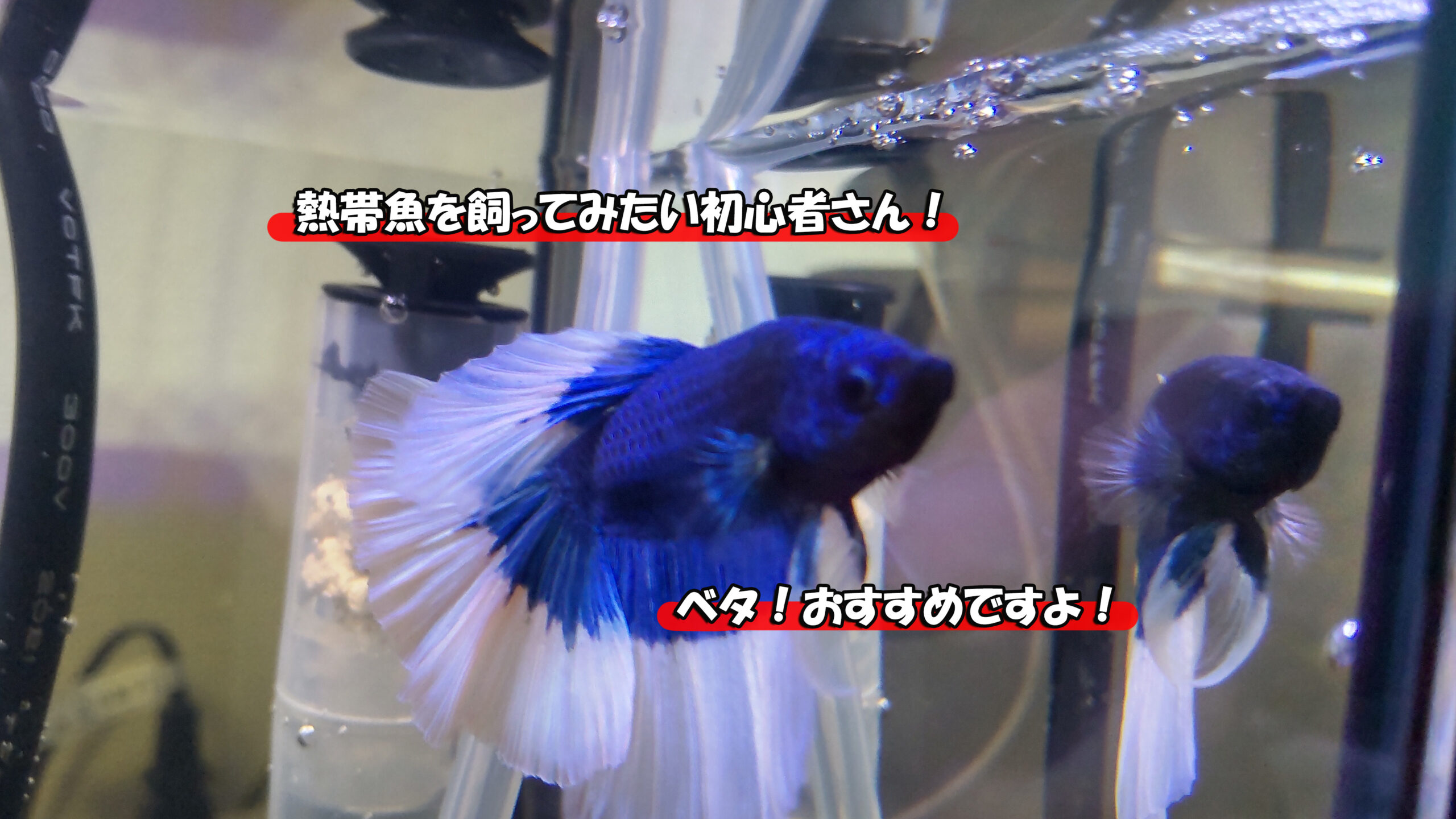 熱帯魚を飼ってみたい初心者にベタをおすすめしたい理由３つ ベタって知ってる